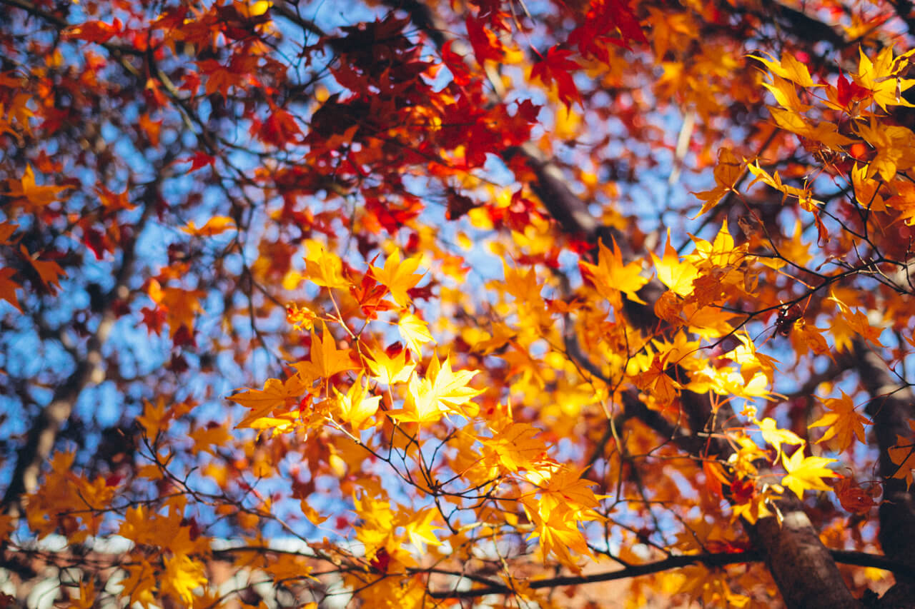 daegu-autumnleaves.jpg